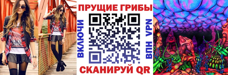 где купить наркоту  Избербаш  Галлюциногенные грибы Psilocybine cubensis 